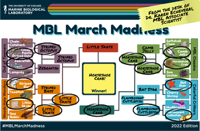 MBL March Madness 