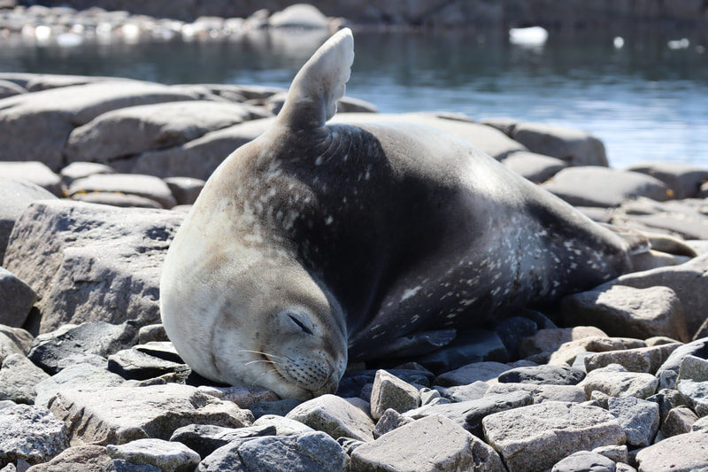 A sleepy seal stretches on rocks. Portal Point, Antarctica