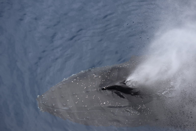 The moment a  humpback whale surfaces. Misty blow coming from the blowholes.