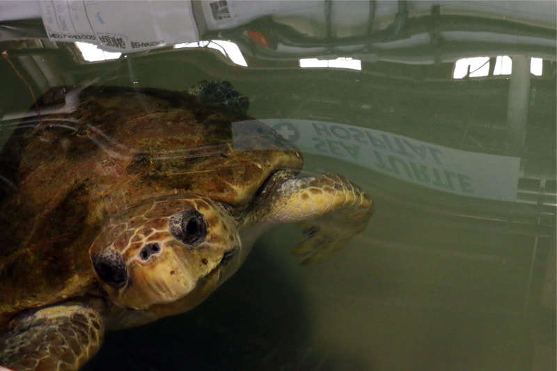 Munchkin the rescued sea turtle looks up from a tank at the New England Aquarium's Sea Turtle Hospital
