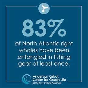 An infographic created for the ACCOL social feeds. It says 83% of North Atlantic right whales have been entangled in fishing gear at least once