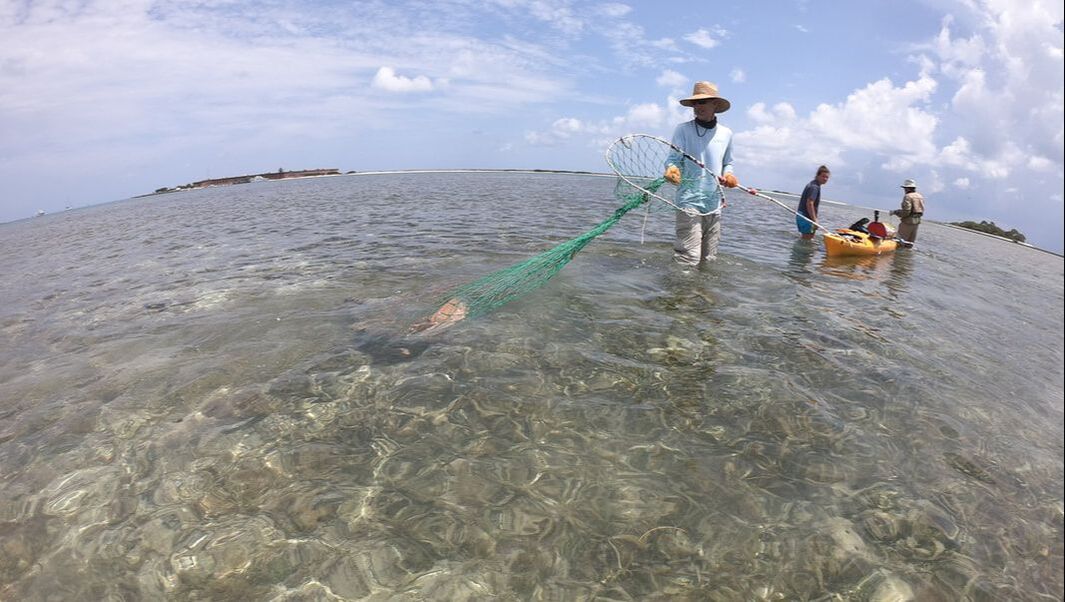 Two scientist capture a breeding nurse shark in a net. Credit: Emily Greenhalgh