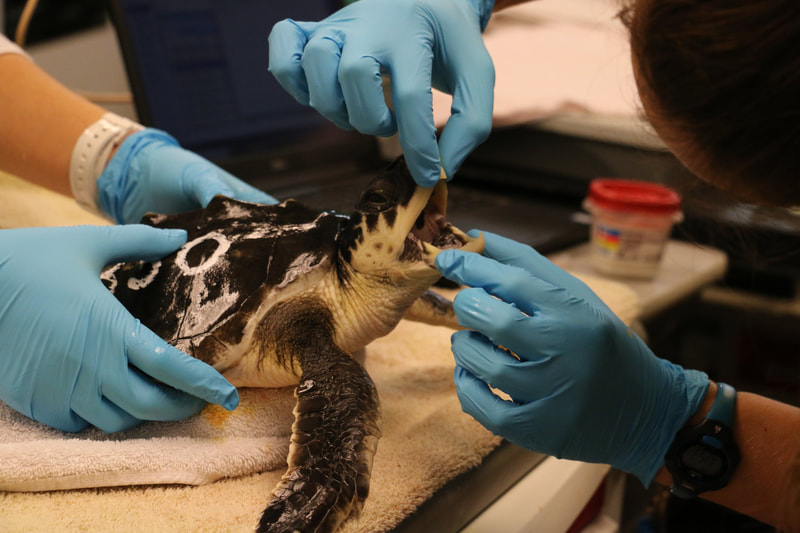 a vet looks into the mouth of an endangered kemps ridley sea turtle at the new england aquarium's sea turtle hospital