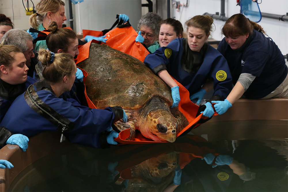 a group of (mostly female) scientists and volunteers lower a giant loggerhead turtle into a pool at the NEAQ Sea Turtle Hospital. 
